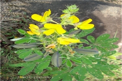 Crotalaria grahamiana